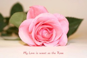 imagenes de amor con una rosa 2