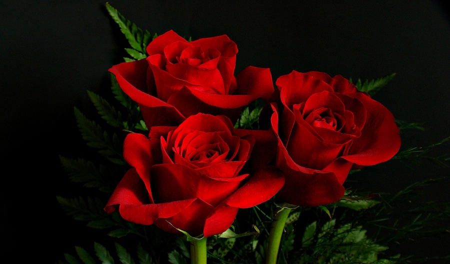rosas para san valentin